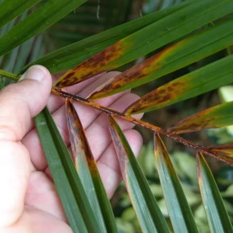 thumbnail for publication: Pestalotiopsis (Pestalotia) Diseases of Palm